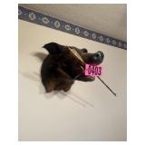 Taxidermy wild boar head mount with arrow