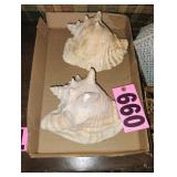 Flat of (2) Sea Shells