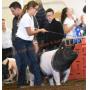 Trowbridge Farm Club Pig Sale