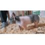 Trowbridge Farms Show Pig LIVE Auction