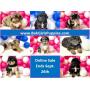 Mini Aussiedoodle Online Puppy Sale