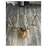 Antler mounted elk