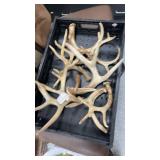 Several deer antlers