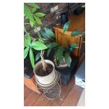 4 plants, three plant stands