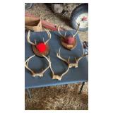 Assortment of antlers