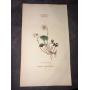 1816 Antique Common Wood Sorrel Print by Richard Duppa - The Classes & Orders of Linnaean System