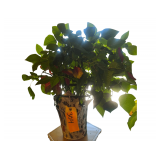 36" Cylinder Stand - Plant