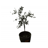 Faux Plant