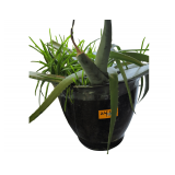 Aloe Vera appears to have multiple "pups".