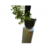 Appears to be Citronella Geranium w Stand