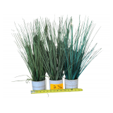 Faux Grass Plants in Pots