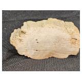 Small Piece of Petrified Wood