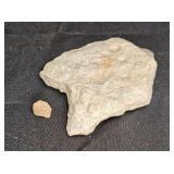 2 Stones with Fossils