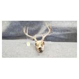 Deer Skull & Antlers