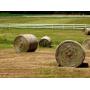 Large Hay Auction