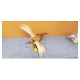 Mounted Pheasant Wall or Flat Surface