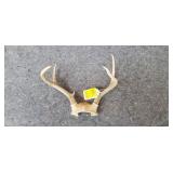 Set of Deer Antlers
