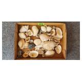 Assorted Sea Shells