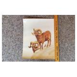 Big Horn Sheep Print by Randy Charlesworth