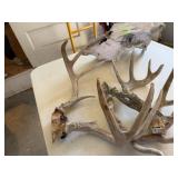 Antlers & Skull