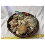 Assorted Sea Shells