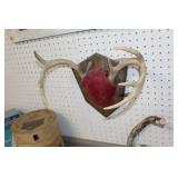 Deer Mount 