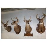 Deer Mounts