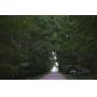 Woodland at Auction - Aug. 12th at 6pm