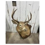 8 Point Whitetail Deer Mount