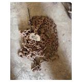 (2) Chain Sets-Hooks on Both Ends
