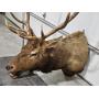 12 POINT ELK HEAD MOUNT