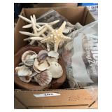 Starfish, sand dollars and sea shells