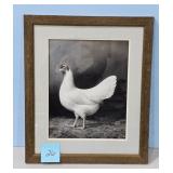 1938 White Leghorn by A.O. Schilling