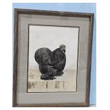 1937/51 Black Cochin by A.O. Schilling