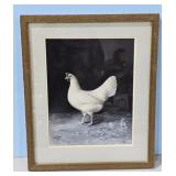 1951 White Leghorn by A.O. Schilling