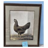 1938 Dark Brown Leghorn by A.O. Schilling