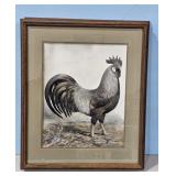 1938 Light Brown Leghorn by A.O.Schilling