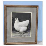 1922 White Orpington by A.O. Schilling