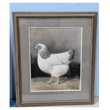 1929/52 Columbian Plymouth Rock by A.O. Schilling