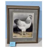 1929/52 Columbian Plymouth Rock by A.O. Schilling