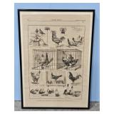 As showing Several Breeds by Harper Weekly