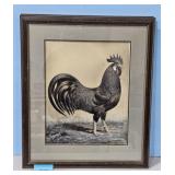 1938 Dark Brown Leghorn by A.O. Schilling