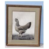 1938 Light Brown Leghorn by A.O. Schilling