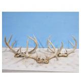 Deer Antlers Lot - Various Sizes, Natural Shed Ant