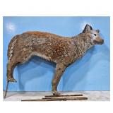 Wolf Target, 3D, Hunting Practice