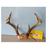 Deer Antlers Skull Mount