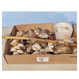 Lot 67 Assorted Seashells and Beach Treasures