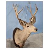 BUCK SHOULDER MOUNT ON WALL PLAGUE
