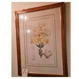 Framed Botanical Print of Yellow Lilies