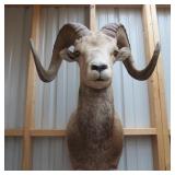 BIG HORN SHEEP MOUNT